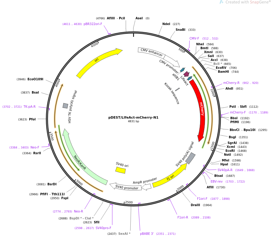 pDEST LIfeAct-mCherry-N1质粒图谱